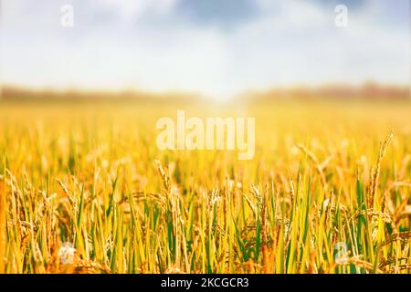 Paddy field landscape with ripening crops in autumn sunlight and yellow rice ears and rice bountiful harvest concept Stock Photo