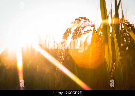 Paddy field landscape with ripening crops in autumn sunlight and yellow rice ears and rice bountiful harvest concept Stock Photo