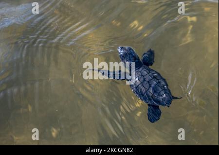 A baby green turtle (Chelonia mydas) swims into the open sea after being released on the beach of Lalombi Village, South Banawa District, Donggala Regency, Central Sulawesi Priovinsi, Indonesia on June 30, 2021. The release of the green turtle chick by the Bonebula Foundation and the Baturoko Mangrove Farmers Group is a education to local residents to be more friendly to the animals that make the coastal area their habitat. Six of the seven species of sea turtles in the world, including the Green Turtle, live in Indonesian waters as a habitat for foraging and breeding, or simply migrating from Stock Photo