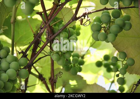 Grapes growing at a winery in Ontario, Canada. (Photo by Creative Touch Imaging Ltd./NurPhoto) Stock Photo