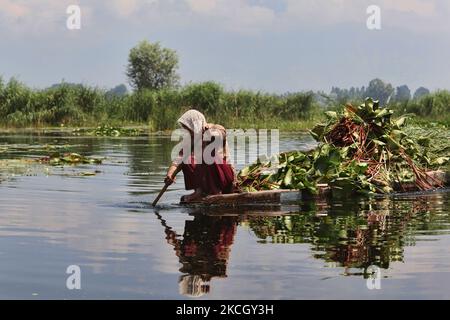 An elderly Kashmiri woman paddles a small boat along Dal Lake filled with bundles of lotus leaves for use as animal fodder in Srinagar, Kashmir, India. (Photo by Creative Touch Imaging Ltd./NurPhoto) Stock Photo
