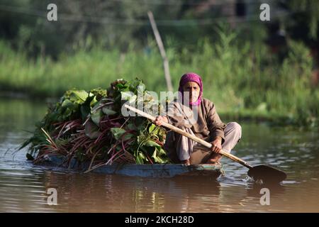 Kashmiri woman paddles a small boat on Dal Lake filled with bundles of lotus leaves for use as animal fodder in Srinagar, Kashmir, India, on June 26, 2010. (Photo by Creative Touch Imaging Ltd./NurPhoto) Stock Photo