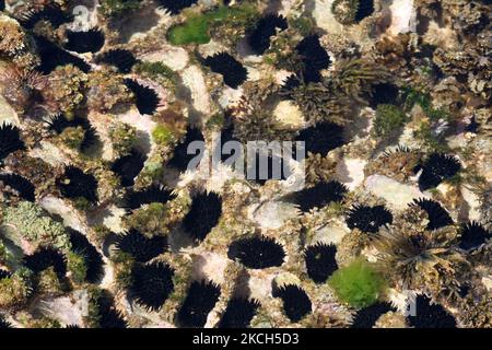 Black rock boring sea urchins ( Echinometra oblonga) in the South Pacific Ocean in Kawai'i, Hawaii, USA. (Photo by Creative Touch Imaging Ltd./NurPhoto) Stock Photo