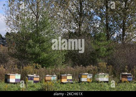 Honey bee boxes in Richmond Hill, Ontario, Canada on October 20, 2018. (Photo by Creative Touch Imaging Ltd./NurPhoto) Stock Photo