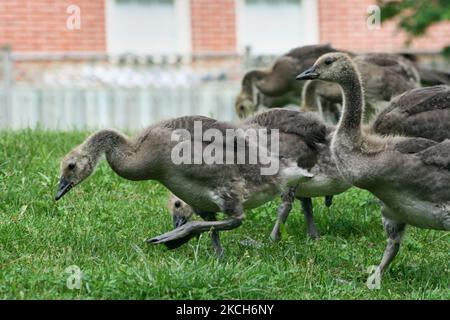 Baby Canadian Geese (Branta canadensis) stroll across the grass in Ontario, Canada, on June 15, 2008. (Photo by Creative Touch Imaging Ltd./NurPhoto) Stock Photo