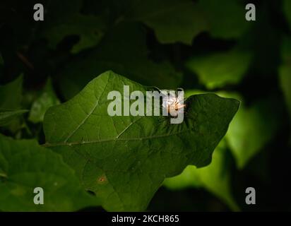 A female Lynx Spider (Oxyopidae, a family of araneomorph spiders) produced a silken web-like cocoon flat egg sac on the edge of the leaf and guarding over her eggs until hatching at Tehatta, West Bengal, India on July 14, 2021. (Photo by Soumyabrata Roy/NurPhoto) Stock Photo