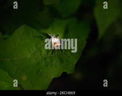 A female Lynx Spider (Oxyopidae, a family of araneomorph spiders) produced a silken web-like cocoon flat egg sac on the edge of the leaf and guarding over her eggs until hatching at Tehatta, West Bengal, India on July 14, 2021. (Photo by Soumyabrata Roy/NurPhoto) Stock Photo