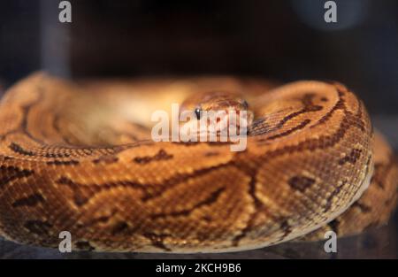 Specially bred Cinnapin female snake at an exotic reptile breeders expo held in Mississauga, Ontario, Canada, on September 19, 2010. (Photo by Creative Touch Imaging Ltd./NurPhoto) Stock Photo