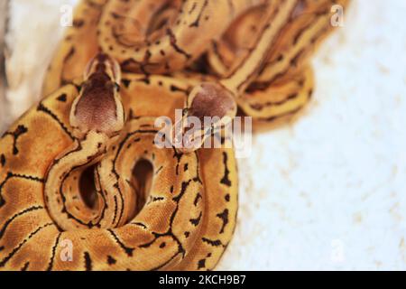 Specially bred Lemon Blast pythons at an exotic reptile breeders expo held in Mississauga, Ontario, Canada, on September 19, 2010. (Photo by Creative Touch Imaging Ltd./NurPhoto) Stock Photo