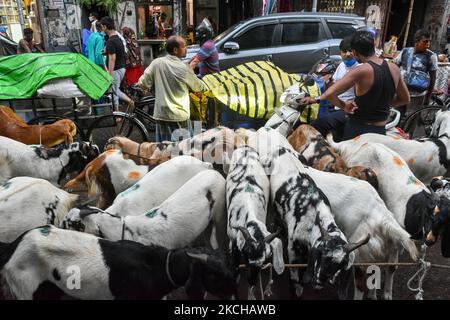 A merchant waits for customers with his lot of goats and lamb for sale , ahead of Eid al-Adha observation in Kolkata , India , on 17 July 2021 .The festival commemorates the willingness of Ibrahim to sacrifice his son as an act of obedience to gods command , but before he could do the act , Allah intervened and provided a lamb to sacrifice instead . In commemoration of this , animals are sacrificed ritually on the day of Eid al-Adha . (Photo by Debarchan Chatterjee/NurPhoto) Stock Photo