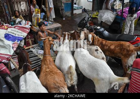 A merchant waits for customers with his lot of goats and lamb for sale ...