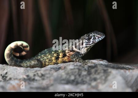 Northern curly-tailed lizard (Leiocephalus carinatus) on a rock in Veradero, Cuba. (Photo by Creative Touch Imaging Ltd./NurPhoto) Stock Photo