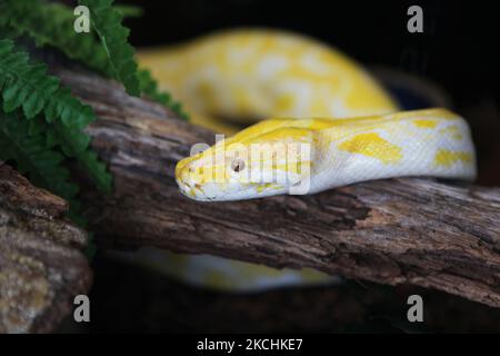 Albino Burmese Python (Python molurus bivittatus) in Ontario, Canada. The Burmese Python is the largest subspecies of the Indian Python and one of the 6 largest snakes in the world, native to a large variation of tropic and subtropic areas of Southern and Southeast Asia. (Photo by Creative Touch Imaging Ltd./NurPhoto) Stock Photo