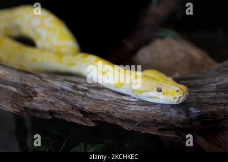 Albino Burmese Python (Python molurus bivittatus) in Ontario, Canada. The Burmese Python is the largest subspecies of the Indian Python and one of the 6 largest snakes in the world, native to a large variation of tropic and subtropic areas of Southern and Southeast Asia. (Photo by Creative Touch Imaging Ltd./NurPhoto) Stock Photo