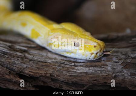 Albino Burmese Python (Python molurus bivittatus) in Ontario, Canada. The Burmese Python is the largest subspecies of the Indian Python and one of the 6 largest snakes in the world, native to a large variation of tropic and subtropic areas of Southern and Southeast Asia. (Photo by Creative Touch Imaging Ltd./NurPhoto) Stock Photo