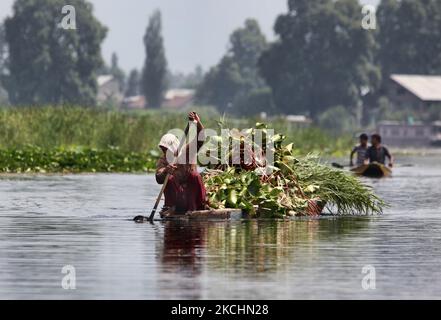 Kashmiri woman paddles a small boat filled with bundles of lotus leaves for use as animal fodder on Nigeen Lake in Srinagar, Kashmir, India, on June 26, 2010. (Photo by Creative Touch Imaging Ltd./NurPhoto) Stock Photo