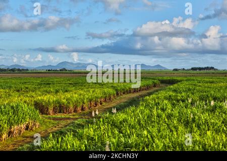 Sugar cane fields in the process of being harvested in the La Romana Province of the Dominican Republic, on December 19, 2012. (Photo by Creative Touch Imaging Ltd./NurPhoto) Stock Photo