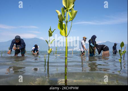 Volunteers plant mangrove tree seedlings in a mangrove conservation area on Dupa Beach, Palu, Central Sulawesi Province, Indonesia on July 26, 2021. In addition to picking up plastic waste, World Mangrove Day which is commemorated every July 26 is filled with planting and education about the importance of mangroves, both as a part of the environmental ecosystem as well as for the protection of coastal areas from abrasion and tsunami waves. (Photo by Basri Marzuki/NurPhoto) Stock Photo