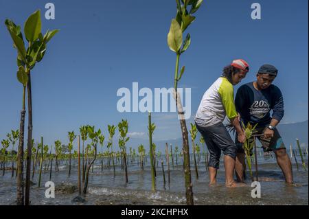 Volunteers plant mangrove tree seedlings in a mangrove conservation area on Dupa Beach, Palu, Central Sulawesi Province, Indonesia on July 26, 2021. In addition to picking up plastic waste, World Mangrove Day which is commemorated every July 26 is filled with planting and education about the importance of mangroves, both as a part of the environmental ecosystem as well as for the protection of coastal areas from abrasion and tsunami waves. (Photo by Basri Marzuki/NurPhoto) Stock Photo