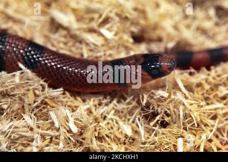 Tangerine Honduran Milk Snake (Lampropeltis triangulum hondurensis) on display in Ontario, Canada. (Photo by Creative Touch Imaging Ltd./NurPhoto) Stock Photo