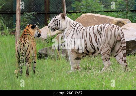 Royal Bengal Tiger (Rani) and White Tiger (Chinu) in their enclosure on ...