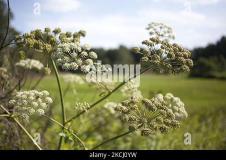 Sosnowsky's hogweed Heracleum sosnowskyi seen in Sochaczew on July 30, 2021. (Photo by Maciej Luczniewski/NurPhoto) Stock Photo