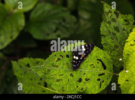 Blue-spotted Forester Moth (Episteme adulatrix) or the day flying moth is a species of moth in the genus Episteme of the family Noctuidae. This species can be found in India, western China, Nepal, Burma and Taiwan. This photo was taken at Tehatta, West Bengal; India on 31/07/2021. (Photo by Soumyabrata Roy/NurPhoto) Stock Photo