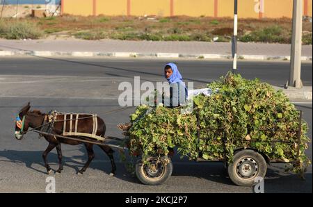 A Palestinian farmer rides on his loaded donkey-cart in Gaza City on August 1, 2021. (Photo by Majdi Fathi/NurPhoto) Stock Photo