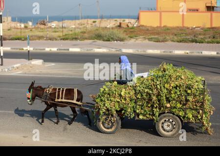 A Palestinian farmer rides on his loaded donkey-cart in Gaza City on August 1, 2021. (Photo by Majdi Fathi/NurPhoto) Stock Photo