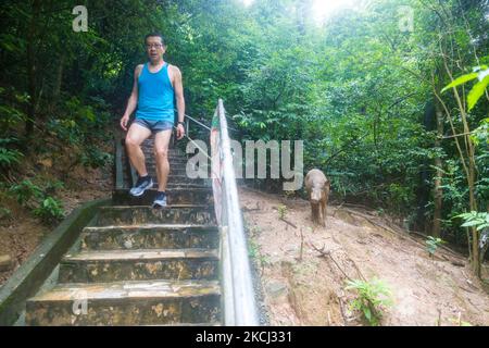 A wild boar (sus scrofa) looks at a jogger passing on a path near a public estate in the Wong Tai Sin district. On the railing a banner warns against feeding the boars. (Photo by Marc Fernandes/NurPhoto) Stock Photo