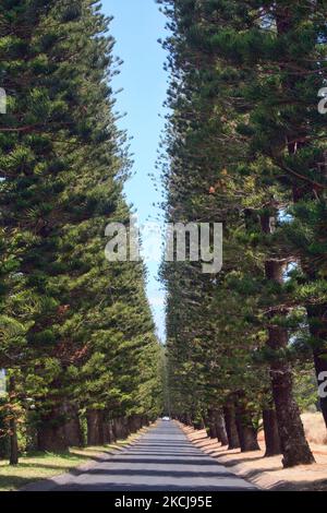 Rows of tall pine trees on the Hawaiian island of Maui, USA. (Photo by Creative Touch Imaging Ltd./NurPhoto) Stock Photo