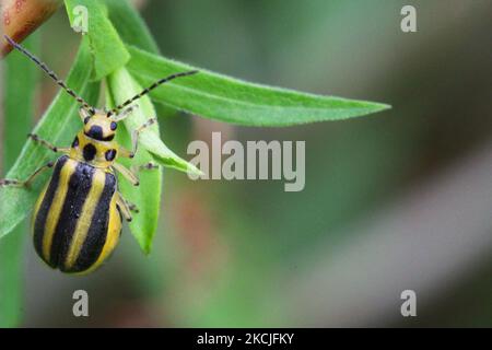 Goldenrod leaf beetle (Trirhabda canadensis) in Toronto, Ontario, Canada, on August 10, 2021. (Photo by Creative Touch Imaging Ltd./NurPhoto) Stock Photo