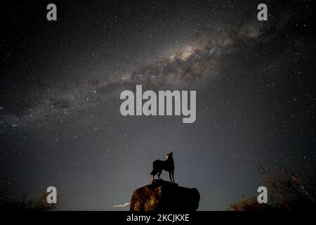 The Milky Way appears in the sky above the statue of a sheep dog in Lake Tekapo in the Mackenzie Country, South Island, New Zealand, on August 15, 2021. Lake Tekapo is one of the famous tourist attractions in South Island in New Zealand. (Photo by Sanka Vidanagama/NurPhoto) Stock Photo
