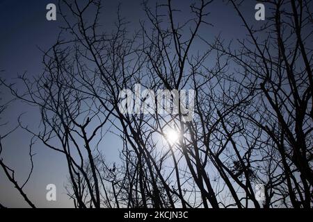The sun between the burned branches of the trees. The aftermath of the fires in Greece, while little flames still are burning in the forest. A huge environmental disaster took place in Greece. Forest, pine trees, olive groves, businesses, hotels, houses, vehicles, and animals have been burned. The fire was over after a night rain, while the previous days Greek firefighters, local volunteers, foreign firefighters, aircraft and helicopters where fighting to extinguish the wildfire in the Greek Island of Evia (Euboea) - Nearly 100,000 hectares of forestry and farmland have burned in less than two Stock Photo