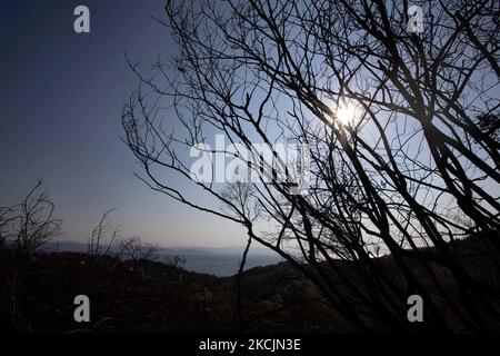 The sun between the burned branches of the trees. The aftermath of the fires in Greece, while little flames still are burning in the forest. A huge environmental disaster took place in Greece. Forest, pine trees, olive groves, businesses, hotels, houses, vehicles, and animals have been burned. The fire was over after a night rain, while the previous days Greek firefighters, local volunteers, foreign firefighters, aircraft and helicopters where fighting to extinguish the wildfire in the Greek Island of Evia (Euboea) - Nearly 100,000 hectares of forestry and farmland have burned in less than two Stock Photo