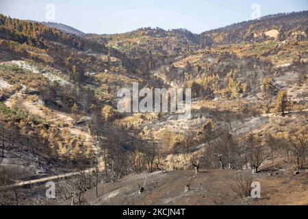 View of the burned area near Limni. The aftermath of the fires in Greece, while little flames still are burning in the forest. A huge environmental disaster took place in Greece. Forest, pine trees, olive groves, businesses, hotels, houses, vehicles, and animals have been burned. The fire was over after a night rain, while the previous days Greek firefighters, local volunteers, foreign firefighters, aircraft and helicopters where fighting to extinguish the wildfire in the Greek Island of Evia (Euboea) - Nearly 100,000 hectares of forestry and farmland have burned in less than two weeks in Gree Stock Photo