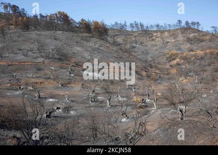 A burned olive grove. The aftermath of the fires in Greece, while little flames still are burning in the forest. A huge environmental disaster took place in Greece. Forest, pine trees, olive groves, businesses, hotels, houses, vehicles, and animals have been burned. The fire was over after a night rain, while the previous days Greek firefighters, local volunteers, foreign firefighters, aircraft and helicopters where fighting to extinguish the wildfire in the Greek Island of Evia (Euboea) - Nearly 100,000 hectares of forestry and farmland have burned in less than two weeks in Greece in the wors Stock Photo