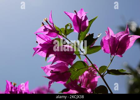 Bougainvillea flowers (Bougainvillea spectabilis) also called paper flowers grow on a tree in Varadero, Cuba, on July 04,, 2009. (Photo by Creative Touch Imaging Ltd./NurPhoto) Stock Photo