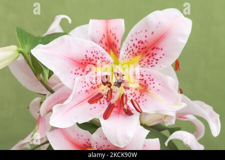 Oriental Lily 'Mona Lisa', Lilium Stock Photo