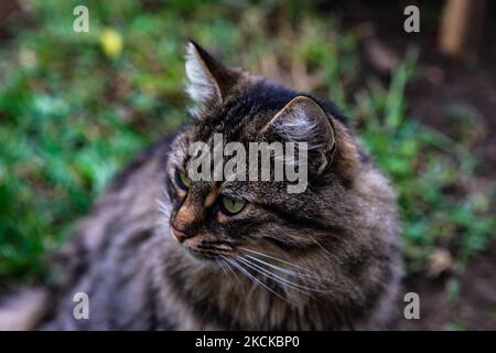 Calico coat cat sitting on the window and enjoying sunny day Stock Photo