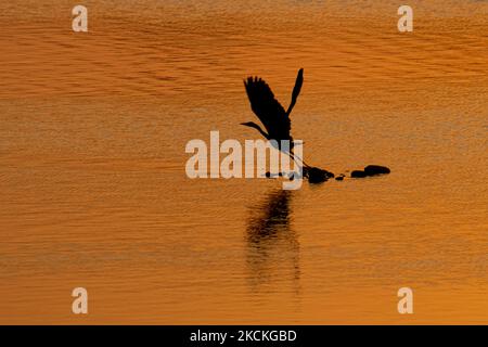 A Grey Heron bird as seen flying with the dark reflection on the orange water surface. Magic hour summer sunrise with warm colors of the sky and the sun over Kerkini with birds, horses, local fishermen fishing spotted as silhouettes, at Lake National Park in Serres region in Northern Greece. Artificial Lake Kerkini is a unique wetland, a National Park and protected by the Ramsar Convention as a wetland with thousands of birds including rare and protected, riverside forest as important hydrobiospheres are developing which are of great international significance and acceptance, the main water so Stock Photo
