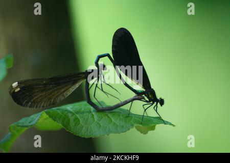 Black-winged damselflies (Calopteryx maculata) mating in Toronto, Ontario, Canada, on July 06, 2008. (Photo by Creative Touch Imaging Ltd./NurPhoto) Stock Photo