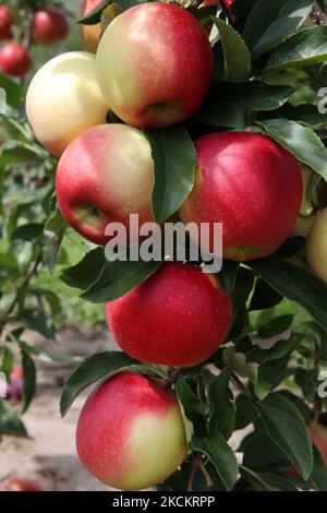 Royal Gala apples growing on a tree in an apple orchard during the Autumn season in Markham, Ontario, Canada. (Photo by Creative Touch Imaging Ltd./NurPhoto) Stock Photo