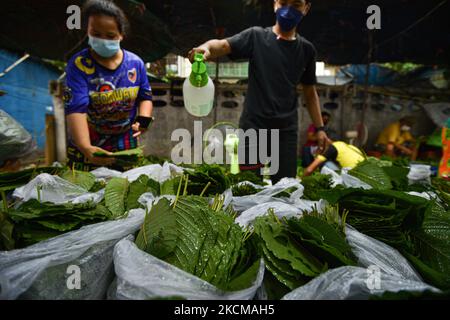 Kratom leaves are arranged in the plastic bags for sell, by 450 Thai Bath per kilogram (14 USD. per kilogram) at the Din Dang market in Bangkok on September 11, 2021 in Bangkok, Thailand. Thai government deleting Kratom from the list of Category 5 controlled narcotics from August 4, 2021. (Photo by Vachira Vachira/NurPhoto) Stock Photo