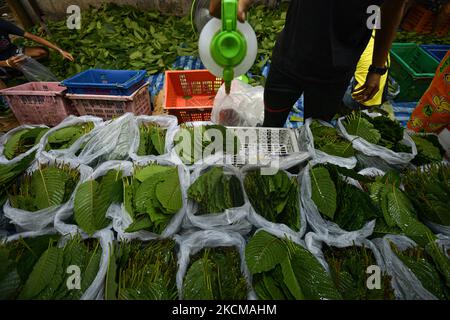 Kratom leaves are arranged in the plastic bags for sell, by 450 Thai Bath per kilogram (14 USD. per kilogram) at the Din Dang market in Bangkok on September 11, 2021 in Bangkok, Thailand. Thai government deleting Kratom from the list of Category 5 controlled narcotics from August 4, 2021. (Photo by Vachira Vachira/NurPhoto) Stock Photo