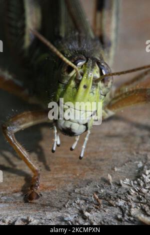 Red-legged Grasshopper (Melanoplus femurrubrum) in Toronto, Ontario, Canada, on September 11, 2021. (Photo by Creative Touch Imaging Ltd./NurPhoto) Stock Photo