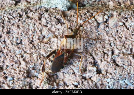 Brown Leaf footed bug (Leptoglossus phyllopus) in Toronto, Ontario, Canada, on September 19, 2021. (Photo by Creative Touch Imaging Ltd./NurPhoto) Stock Photo