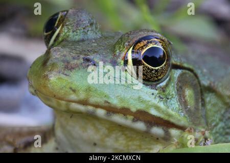 Northern green frog (Lithobates clamitans melanota) in Toronto, Ontario, Canada, on September 18, 2021. (Photo by Creative Touch Imaging Ltd./NurPhoto) Stock Photo