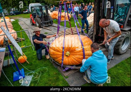 People from the organization are weighing the heaviest pumpkins, during the Dutch championship growing Pumpkin 2021 held in Utrecht, on September 25th, 2021. (Photo by Romy Arroyo Fernandez/NurPhoto) Stock Photo