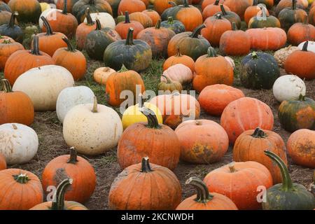 Variety of pumpkins at a farm in Maple, Ontario, Canada, on September 30, 2021. (Photo by Creative Touch Imaging Ltd./NurPhoto)